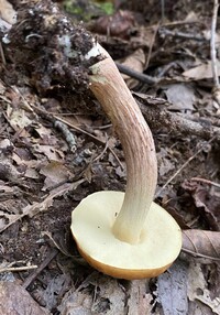 Leccinum longicurvipes image