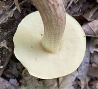 Leccinum longicurvipes image