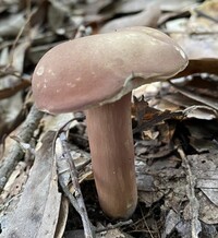 Xanthoconium purpureum image