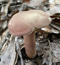 Xanthoconium purpureum image