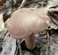 Xanthoconium purpureum image