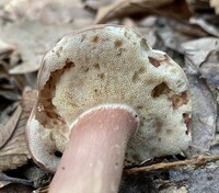 Xanthoconium purpureum image