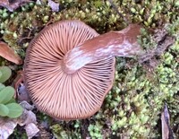 Armillaria gallica image