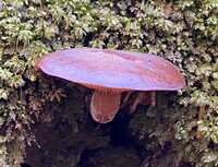 Armillaria gallica image