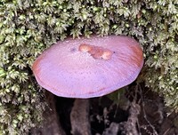 Armillaria gallica image