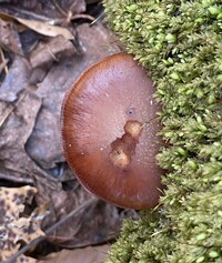 Armillaria gallica image