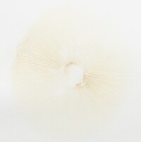 Armillaria gallica image