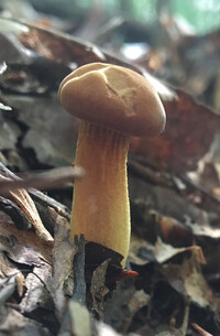 Phylloporus rhodoxanthus image