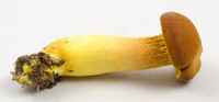 Phylloporus rhodoxanthus image