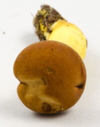 Phylloporus rhodoxanthus image