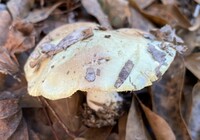 Tricholoma aestuans image