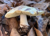 Tricholoma aestuans image