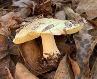 Tricholoma aestuans image