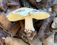 Tricholoma aestuans image