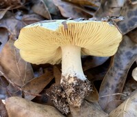 Tricholoma aestuans image