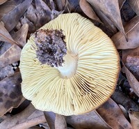 Tricholoma aestuans image