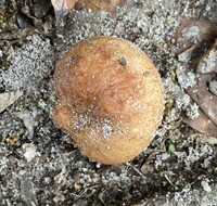 Zelleromyces cinnabarinus image