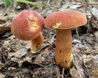 Pulchroboletus sclerotiorum image