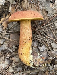 Pulchroboletus sclerotiorum image