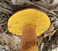 Pulchroboletus sclerotiorum image