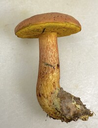 Pulchroboletus sclerotiorum image