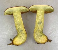 Pulchroboletus sclerotiorum image
