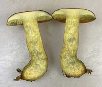 Pulchroboletus sclerotiorum image