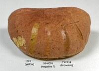 Pulchroboletus sclerotiorum image