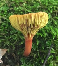 Phylloporus rhodoxanthus image