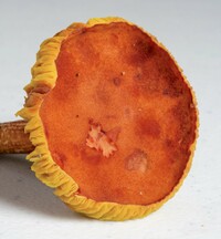 Phylloporus rhodoxanthus image