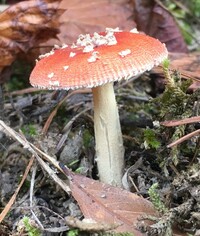 Amanita parcivolvata image