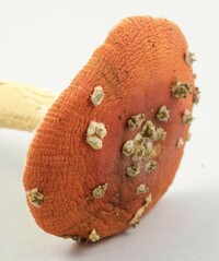 Amanita parcivolvata image