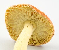 Amanita parcivolvata image