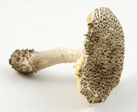 Amanita onusta image