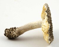 Amanita onusta image