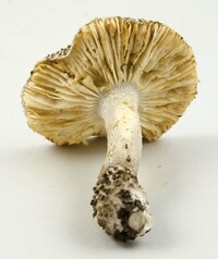 Amanita onusta image