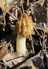 Morchella punctipes image