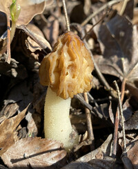 Morchella punctipes image