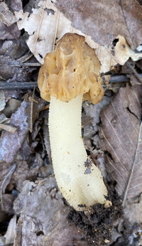 Morchella punctipes image