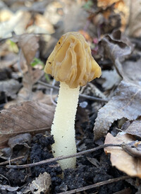 Morchella punctipes image