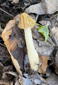 Morchella punctipes image