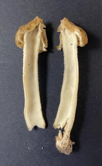 Morchella punctipes image