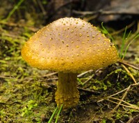 Amanita flavorubescens image