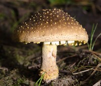 Amanita flavorubescens image