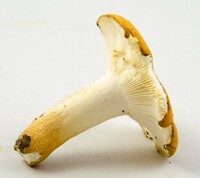 Russula ballouii image