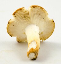 Russula ballouii image