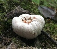 Entoloma abortivum image