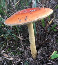 Amanita parcivolvata image