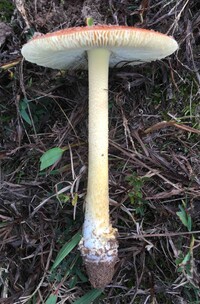 Amanita parcivolvata image