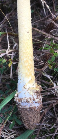 Amanita parcivolvata image